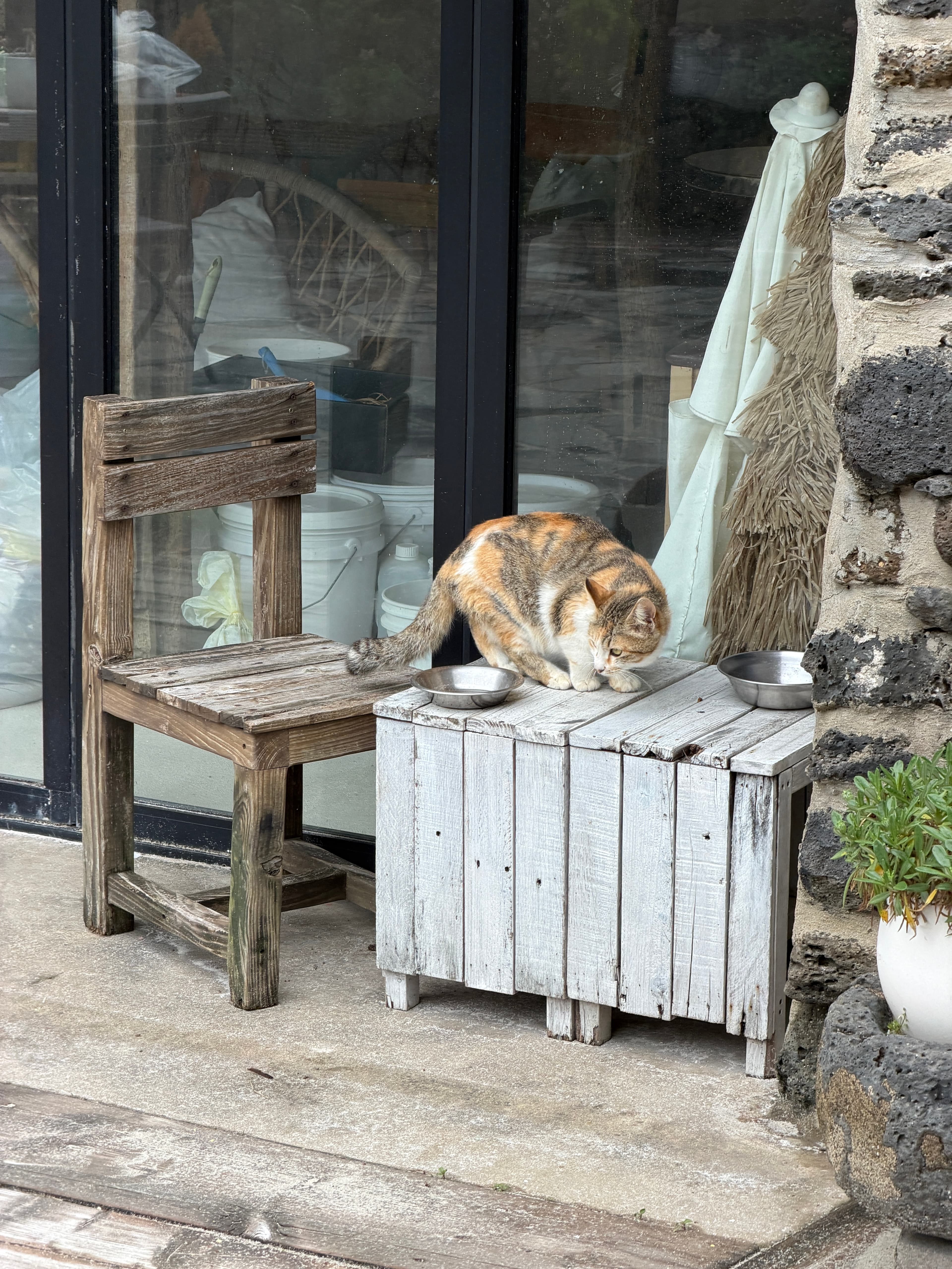cat outside cafe no pet