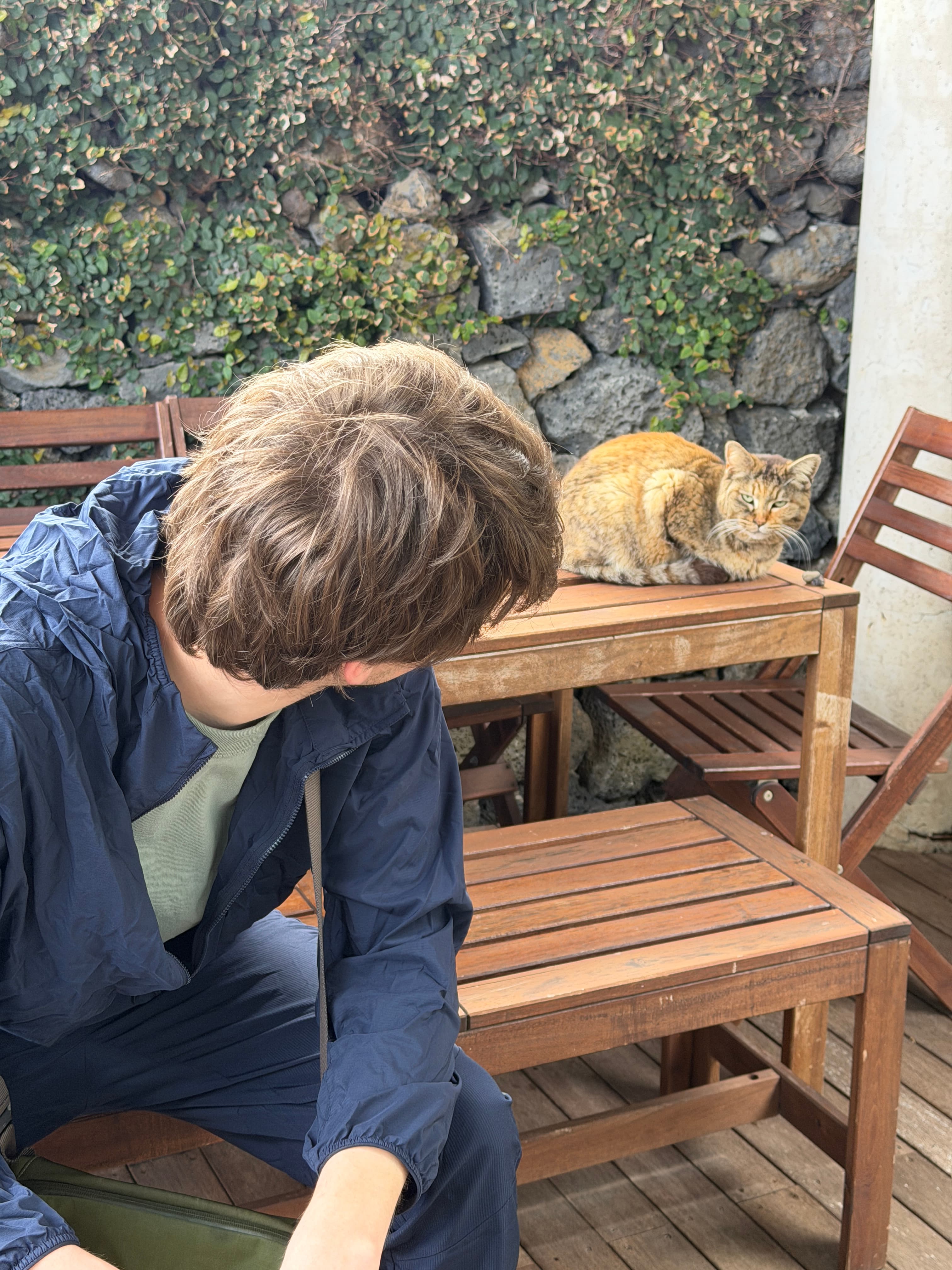 cat outside airbnb in jeju No pets