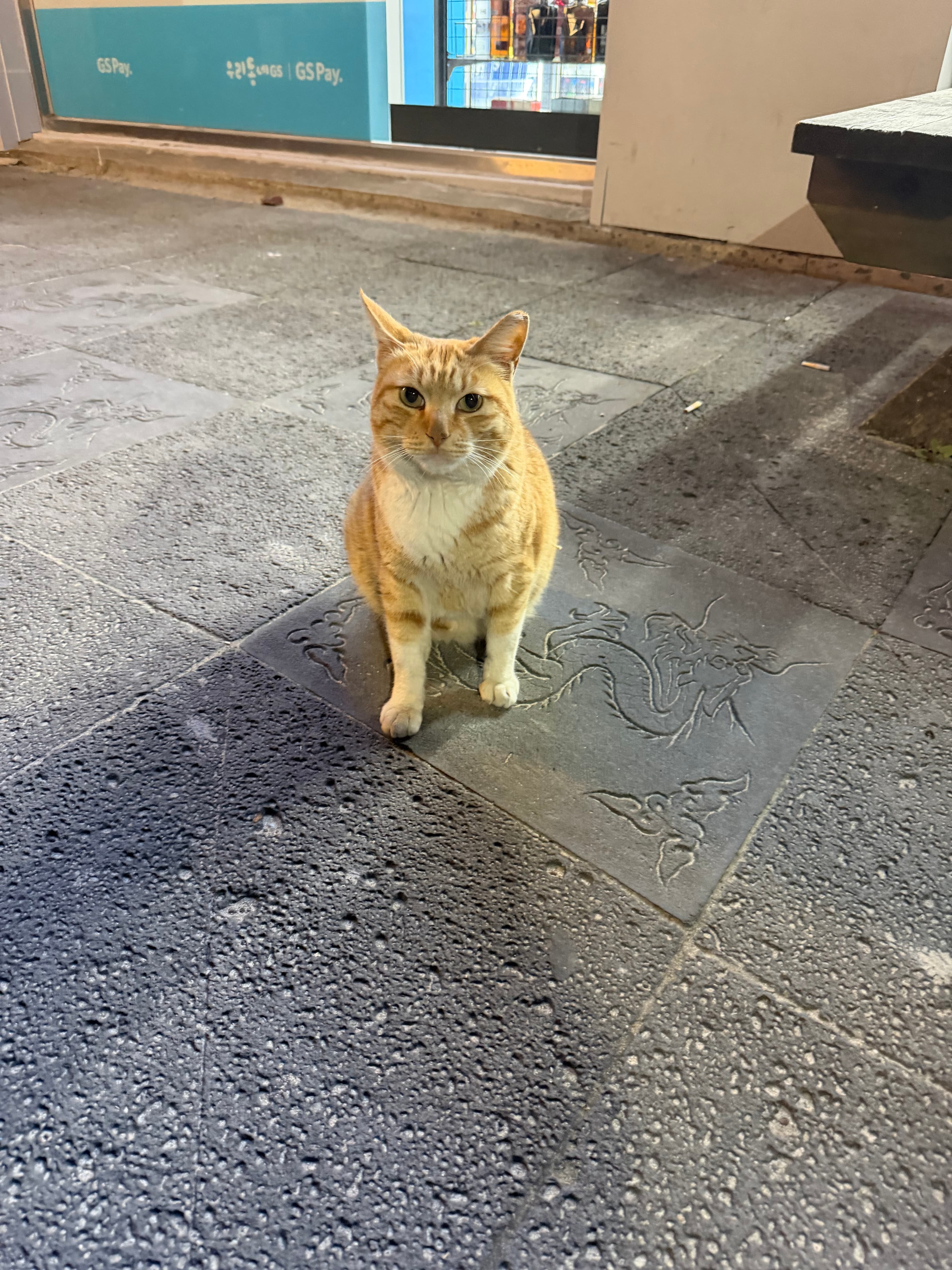 jeju cat outside CU he was friendly