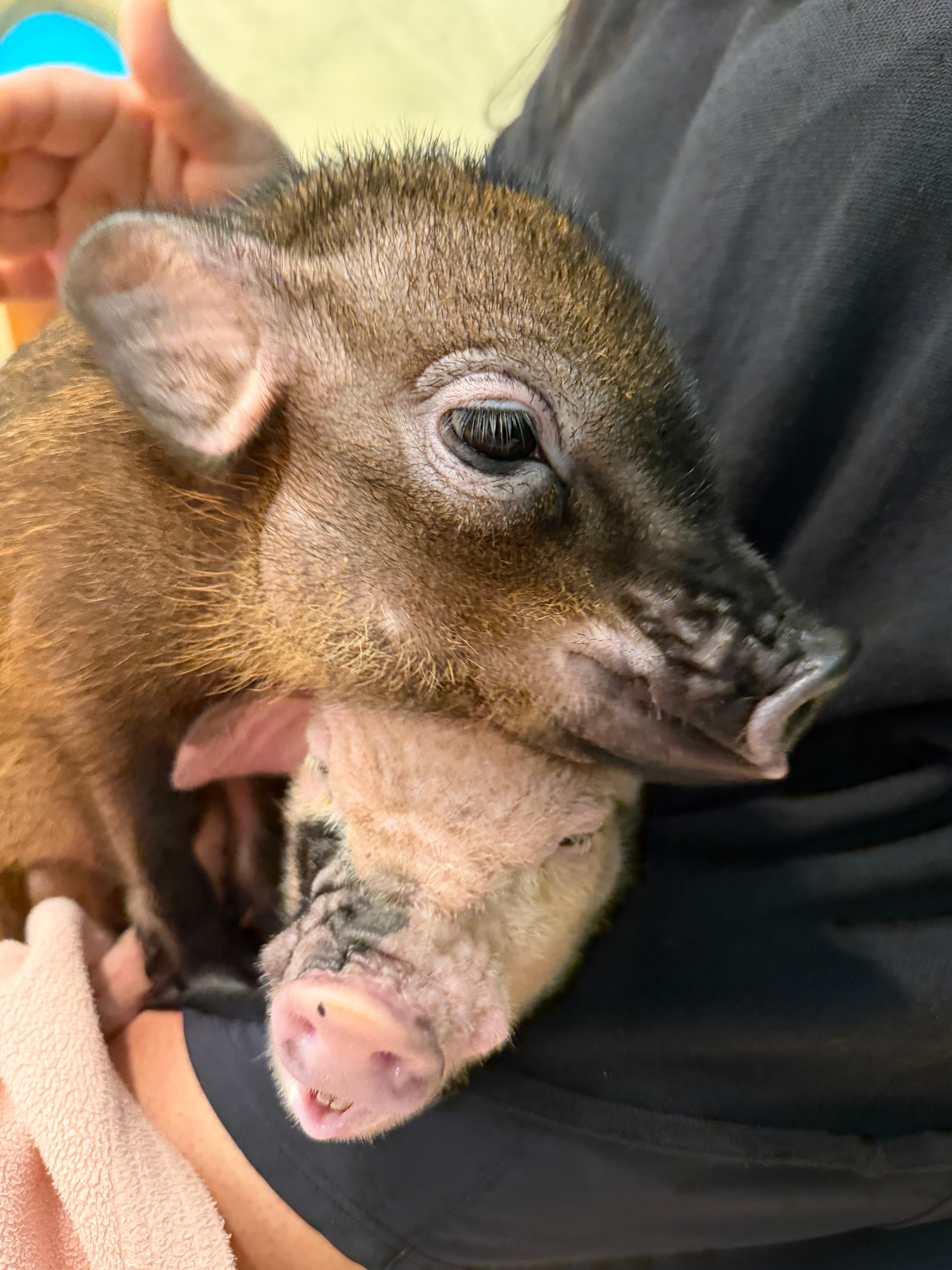 baby pigs